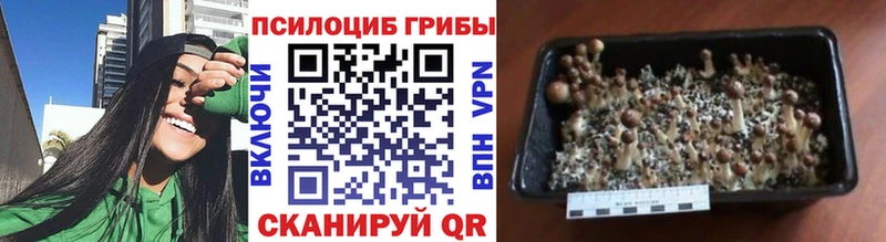 нарко площадка официальный сайт Железногорск Псилоцибиновые грибы GOLDEN TEACHER